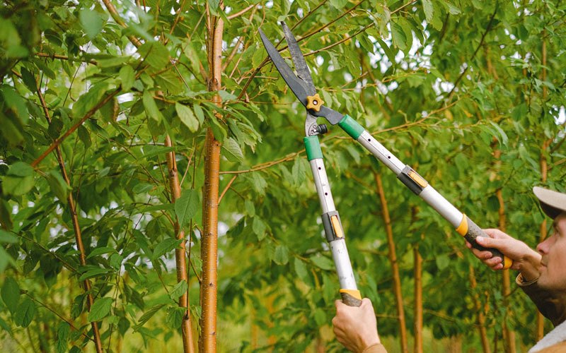 Tree trimming in Bee Branch, AR