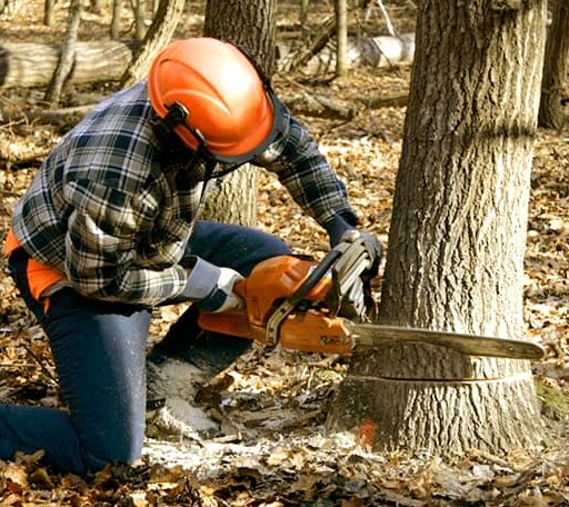 Tree Removal in Bee Branch, AR